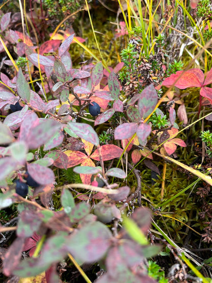 U-Pick Wild Berry Picking