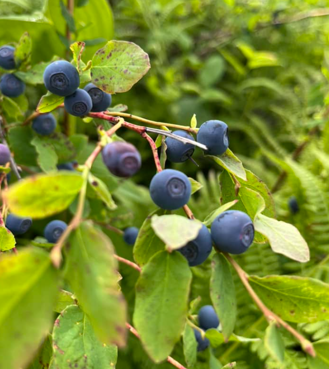 U-Pick Wild Berry Picking