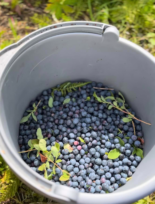 U-Pick Wild Berry Picking