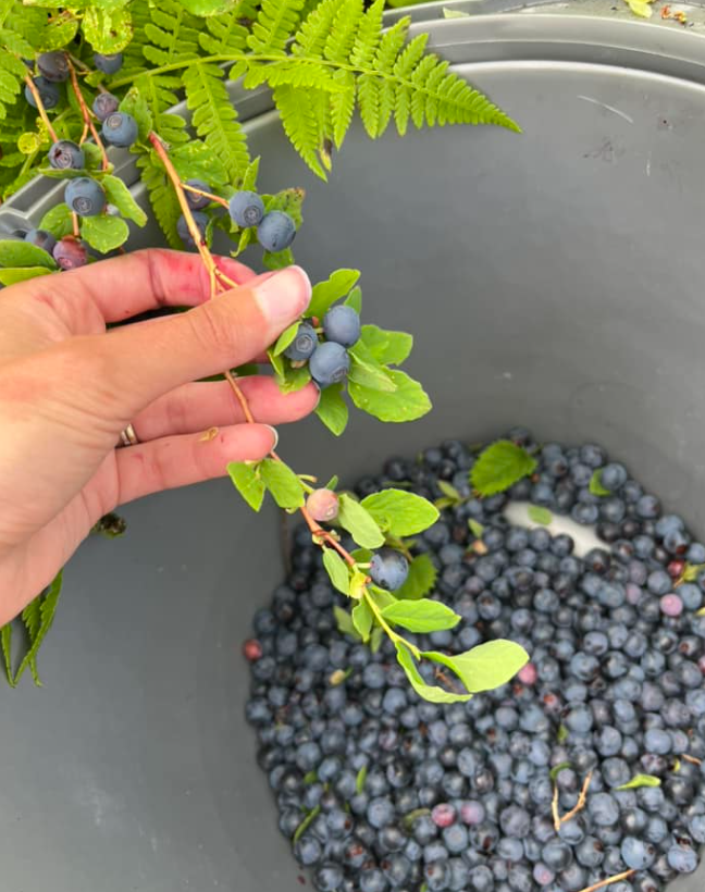 U-Pick Wild Berry Picking