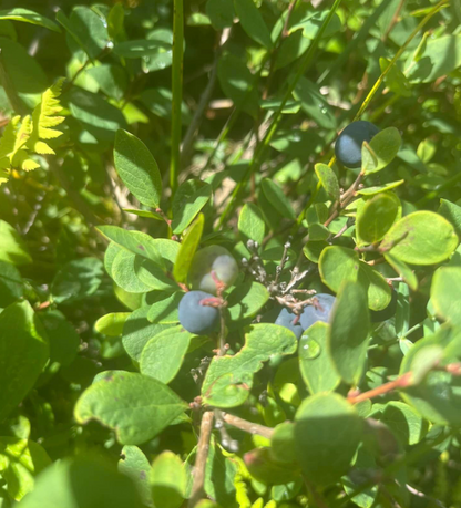 U-Pick Wild Berry Picking