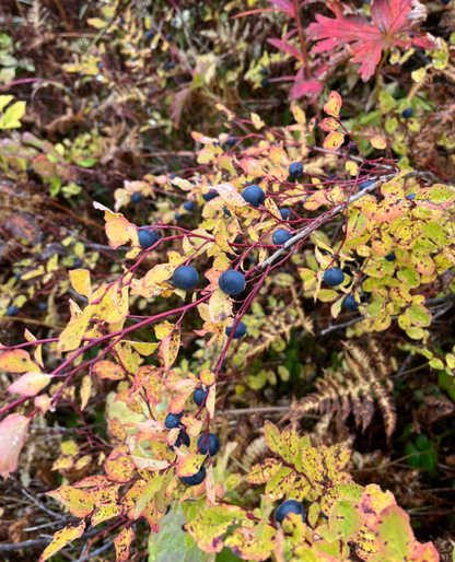 U-Pick Wild Berry Picking